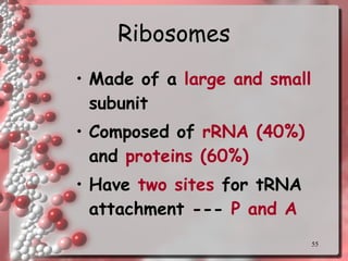 Ribosomes Made of a  large and small  subunit Composed of  rRNA (40%)  and  proteins (60%) Have  two sites  for tRNA attachment ---  P and A 