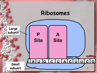 Ribosomes P Site A Site Large subunit Small subunit mRNA A U G C U A C U U C G 