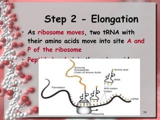 Step 2 - Elongation As  ribosome moves , two tRNA with their amino acids move into site  A and P of the ribosome Peptide bonds  join the amino acids 