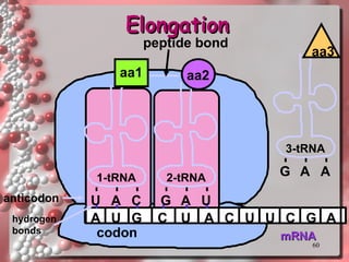 mRNA A U G C U A C U U C G 1-tRNA 2-tRNA U A C G aa1 aa2 A U A anticodon hydrogen bonds codon peptide bond Elongation 3-tRNA G A A aa3 