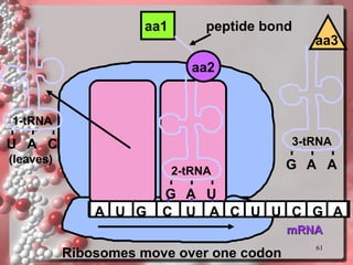 mRNA A U G C U A C U U C G 1-tRNA 2-tRNA U A C G aa1 aa2 A U A peptide bond Ribosomes move over one codon (leaves) 3-tRNA G A A aa3 