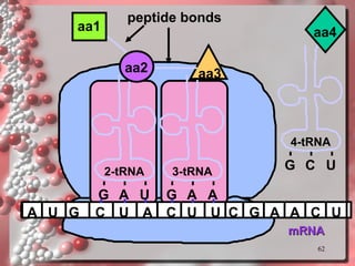 mRNA A U G C U A C U U C G 2-tRNA G aa1 aa2 A U A peptide bonds 3-tRNA G A A aa3 A C U 4-tRNA G C U aa4 