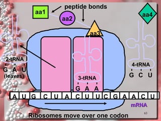 mRNA A U G C U A C U U C G 2-tRNA G aa1 aa2 A U A peptide bonds 3-tRNA G A A aa3 A C U (leaves) Ribosomes move over one codon 4-tRNA G C U aa4 