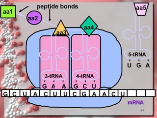 mRNA G C U A C U U C G aa1 aa2 A peptide bonds 3-tRNA G A A aa3 4-tRNA G C U aa4 A C U U G A 5-tRNA aa5 