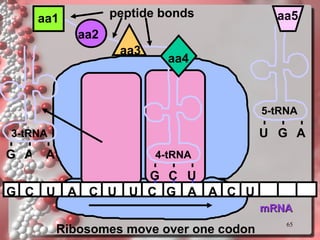 mRNA G C U A C U U C G aa1 aa2 A peptide bonds 3-tRNA G A A aa3 4-tRNA G C U aa4 A C U Ribosomes move over one codon U G A 5-tRNA aa5 
