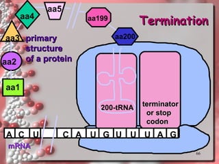 mRNA A C A U G U aa1 aa2 U primary structure of a protein aa3 200-tRNA aa4 U A G aa5 C U aa200 aa199 terminator or stop codon Termination 