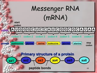 Messenger RNA (mRNA) methionine glycine serine isoleucine glycine alanine stop codon protein A U G G G C U C C A U C G G C G C A U A A mRNA start codon Primary structure of a protein aa1 aa2 aa3 aa4 aa5 aa6 peptide bonds codon 2 codon 3 codon 4 codon 5 codon 6 codon 7 codon 1 