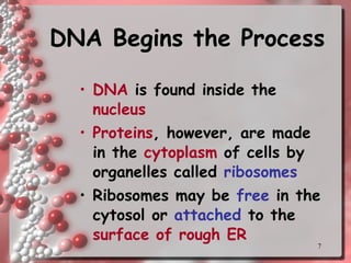 DNA Begins the Process DNA  is found inside the  nucleus Proteins , however, are made in the  cytoplasm  of cells by organelles called  ribosomes Ribosomes may be  free  in the cytosol or  attached  to the  surface of rough ER 