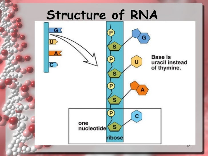 Why does RNA use uracil instead of thymine? wehelpcheapessaydownload