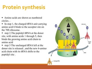Protein synthesis
 Amino acids are shown as numbered
circles. .
 In step 1, the charged tRNA unit carrying
amino acid 6 binds to the acceptor site on
the 70S ribosome.
 step 2.The peptidyl tRNA at the donor
site, with amino acids 1 through 5, then
binds the growing amino acid chain to
amino acid
 step 3 The uncharged tRNA left at the
donor site is released , and the new 6-amino
acid chain with its tRNA shifts to the
peptidyl site .
 