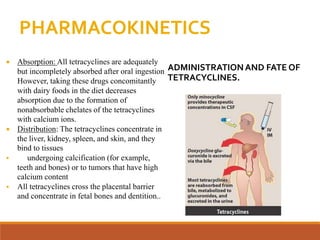 PHARMACOKINETICS
 Absorption: All tetracyclines are adequately
but incompletely absorbed after oral ingestion
However, taking these drugs concomitantly
with dairy foods in the diet decreases
absorption due to the formation of
nonabsorbable chelates of the tetracyclines
with calcium ions.
 Distribution: The tetracyclines concentrate in
the liver, kidney, spleen, and skin, and they
bind to tissues
 undergoing calcification (for example,
teeth and bones) or to tumors that have high
calcium content
 All tetracyclines cross the placental barrier
and concentrate in fetal bones and dentition..
ADMINISTRATIONAND FATE OF
TETRACYCLINES.
 