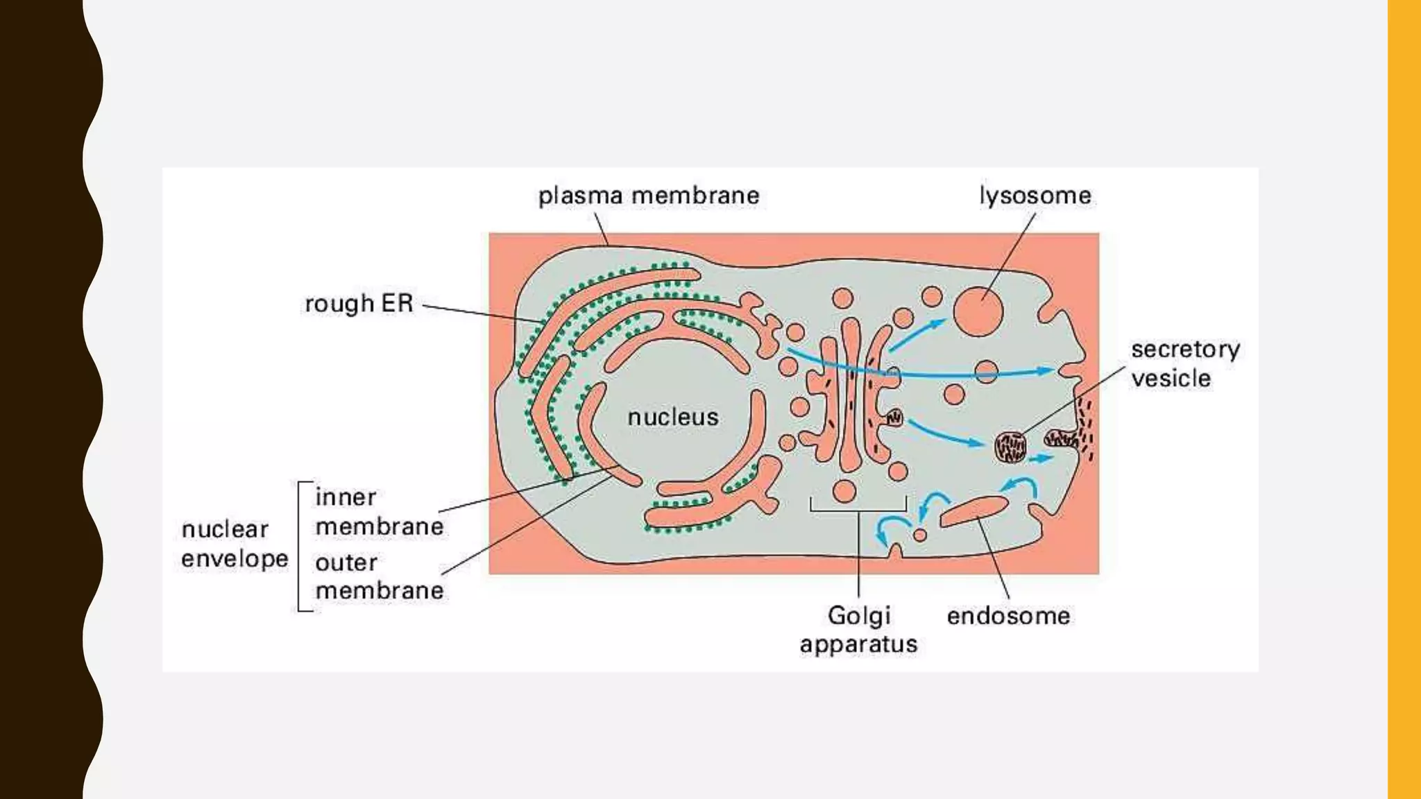 Protein targeting or translocation of proteins | PPTX