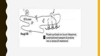 Protein targeting or translocation of proteins | PPTX