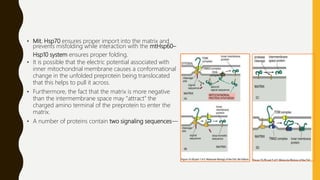 Protein targeting or translocation of proteins | PPTX