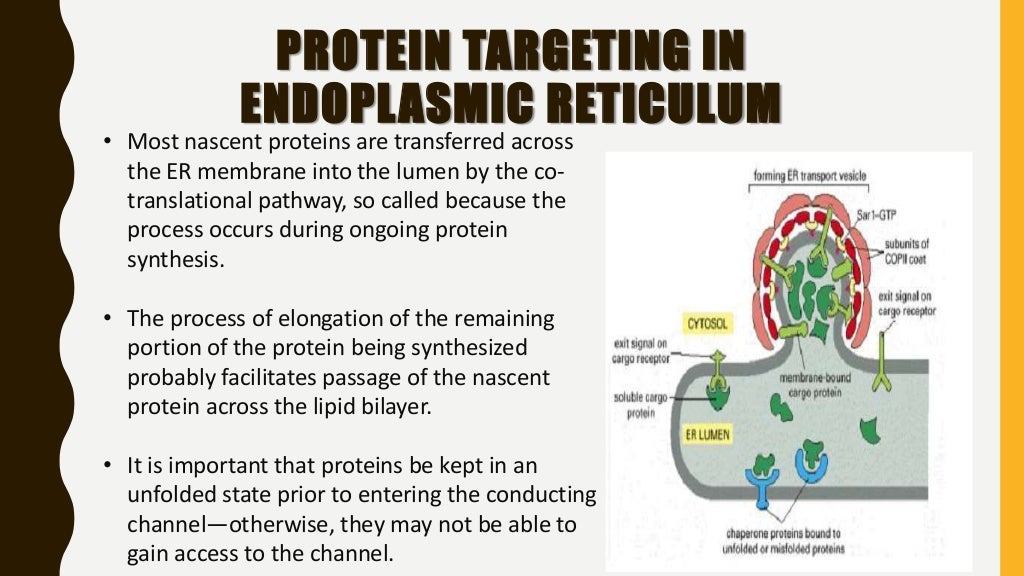 Protein targeting or translocation of proteins