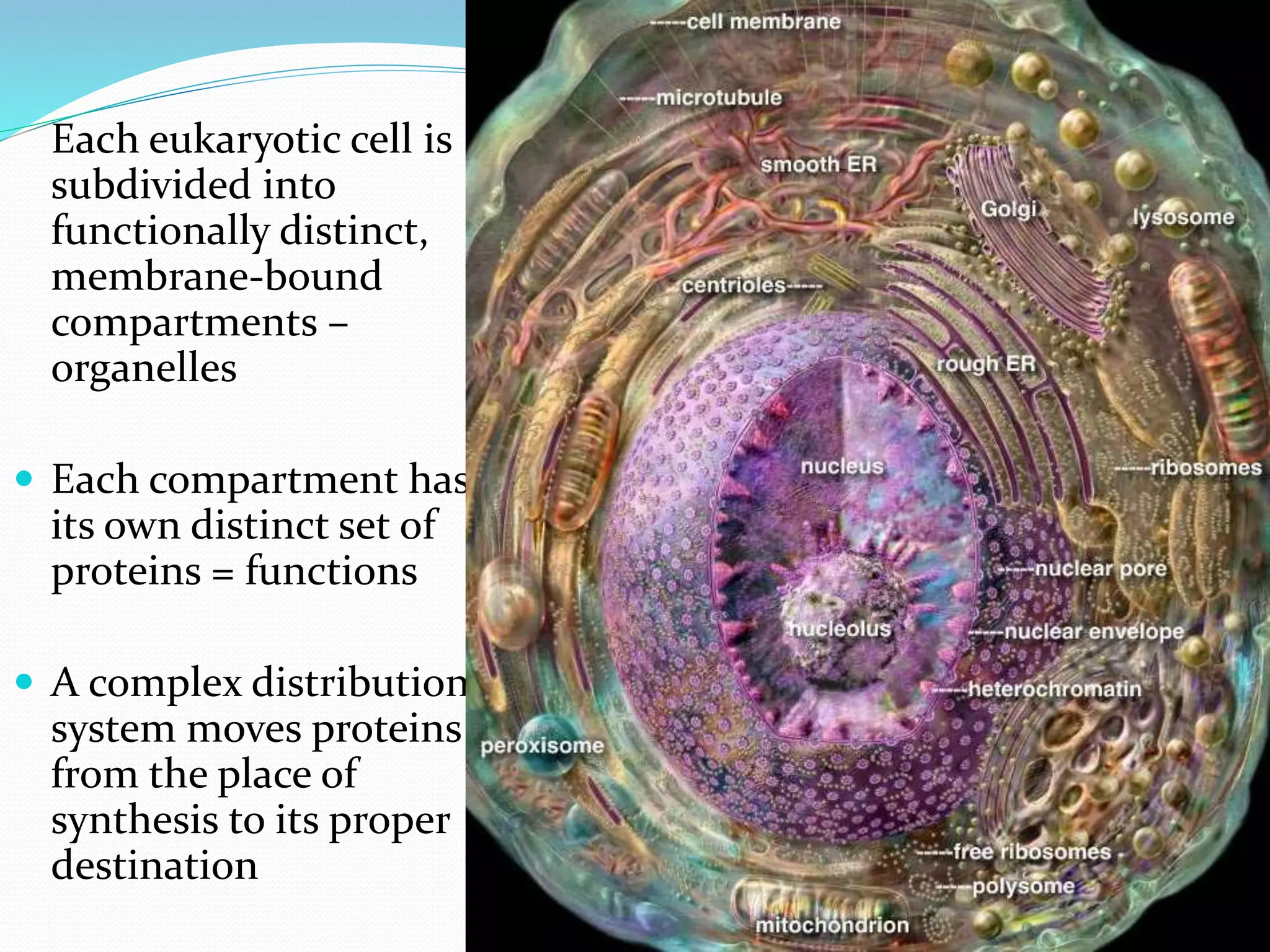 Each eukaryotic cell is
subdivided into
functionally distinct,
membrane-bound
compartments –
organelles
Each compartment has
its own distinct set of
proteins = functions
A complex distribution
system moves proteins
from the place of
synthesis to its proper
destination