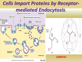 Cells Import Proteins by Receptor-
mediated Endocytosis.
clathrin
 