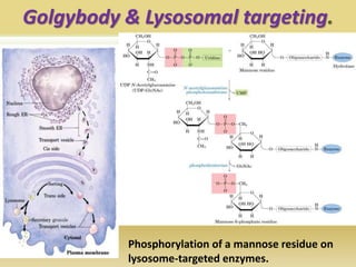 Golgybody & Lysosomal targeting.
Phosphorylation of a mannose residue on
lysosome-targeted enzymes.
 