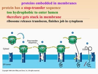 proteins embedded in membranes
protein has a stop-transfer sequence
too hydrophobic to enter lumen
therefore gets stuck in membrane
ribosome releases translocon, finishes job in cytoplasm
 