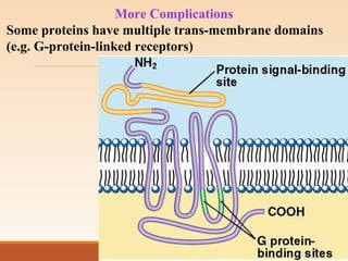 More Complications
Some proteins have multiple trans-membrane domains
(e.g. G-protein-linked receptors)
 