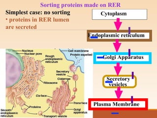 Sorting proteins made on RER
Simplest case: no sorting
• proteins in RER lumen
are secreted
Cytoplasm
Endoplasmic reticulum
Golgi Apparatus
Plasma Membrane
Secretory
vesicles
 