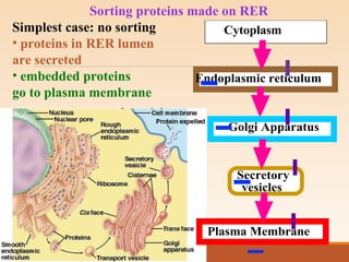 Sorting proteins made on RER
Simplest case: no sorting
• proteins in RER lumen
are secreted
• embedded proteins
go to plasma membrane
Cytoplasm
Endoplasmic reticulum
Golgi Apparatus
Plasma Membrane
Secretory
vesicles
 