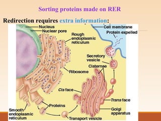 Sorting proteins made on RER
Redirection requires extra information:
 