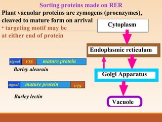 Sorting proteins made on RER
Plant vacuolar proteins are zymogens (proenzymes),
cleaved to mature form on arrival
• targeting motif may be
at either end of protein
Cytoplasm
Endoplasmic reticulum
Golgi Apparatus
Vacuole
signal
signal
VTS
VTS
Barley aleurain
Barley lectin
mature protein
mature protein
 