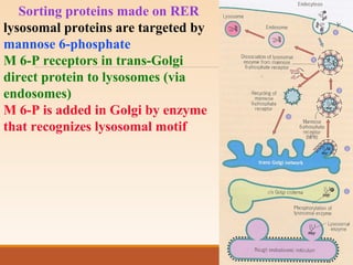 Sorting proteins made on RER
lysosomal proteins are targeted by
mannose 6-phosphate
M 6-P receptors in trans-Golgi
direct protein to lysosomes (via
endosomes)
M 6-P is added in Golgi by enzyme
that recognizes lysosomal motif
 