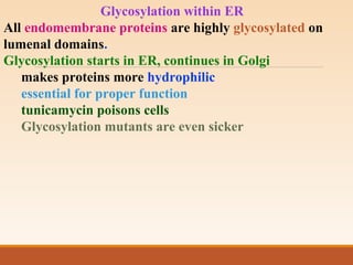 Glycosylation within ER
All endomembrane proteins are highly glycosylated on
lumenal domains.
Glycosylation starts in ER, continues in Golgi
makes proteins more hydrophilic
essential for proper function
tunicamycin poisons cells
Glycosylation mutants are even sicker
 