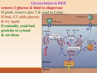 Glycosylation in RER
remove 2 glucose & bind to chaperone
If good, remove gluc 3 & send to Golgi
If bad, GT adds glucose
& try again
Eventually, send bad
proteins to cytosol
& eat them
 