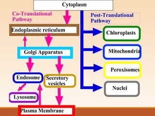 Cytoplasm
Post-Translational
Pathway
Chloroplasts
Mitochondria
Peroxisomes
Nuclei
Co-Translational
Pathway
Endoplasmic reticulum
Golgi Apparatus
Plasma Membrane
Secretory
vesicles
Lysosome
Endosome
 