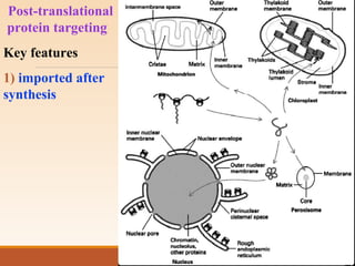 Post-translational
protein targeting
Key features
1) imported after
synthesis
 