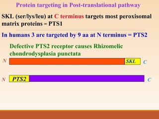 Protein targeting in Post-translational pathway
SKL (ser/lys/leu) at C terminus targets most peroxisomal
matrix proteins = PTS1
In humans 3 are targeted by 9 aa at N terminus = PTS2
Defective PTS2 receptor causes Rhizomelic
chondrodysplasia punctata
N C
SKL
N C
PTS2
 