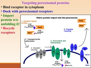 Targeting peroxisomal proteins
• Bind receptor in cytoplasm
• Dock with peroxisomal receptors
• Import
protein w/o
unfolding it!
• Recycle
receptors
 