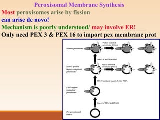 Peroxisomal Membrane Synthesis
Most peroxisomes arise by fission
can arise de novo!
Mechanism is poorly understood/ may involve ER!
Only need PEX 3 & PEX 16 to import pex membrane prot
 