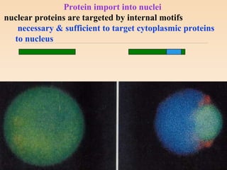 Protein import into nuclei
nuclear proteins are targeted by internal motifs
necessary & sufficient to target cytoplasmic proteins
to nucleus
 