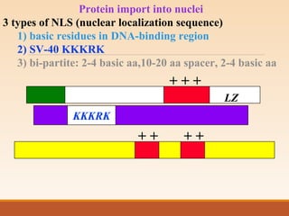 Protein import into nuclei
3 types of NLS (nuclear localization sequence)
1) basic residues in DNA-binding region
2) SV-40 KKKRK
3) bi-partite: 2-4 basic aa,10-20 aa spacer, 2-4 basic aa
KKKRK
+ + +
LZ
+ +
+ +
 