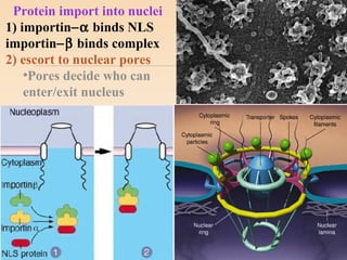 Protein import into nuclei
1) importin−α binds NLS
importin−β binds complex
2) escort to nuclear pores
•Pores decide who can
enter/exit nucleus
 