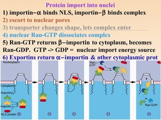 Protein import into nuclei
1) importin−α binds NLS, importin−β binds complex
2) escort to nuclear pores
3) transporter changes shape, lets complex enter
4) nuclear Ran-GTP dissociates complex
5) Ran-GTP returns β−importin to cytoplasm, becomes
Ran-GDP. GTP -> GDP = nuclear import energy source
6) Exportins return α−importin & other cytoplasmic prot
 