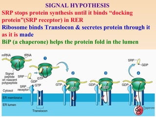 SIGNAL HYPOTHESIS
SRP stops protein synthesis until it binds “docking
protein”(SRP receptor) in RER
Ribosome binds Translocon & secretes protein through it
as it is made
BiP (a chaperone) helps the protein fold in the lumen
 