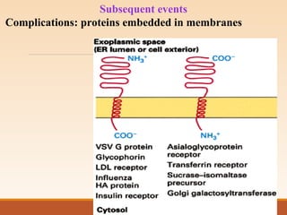 Subsequent events
Complications: proteins embedded in membranes
 