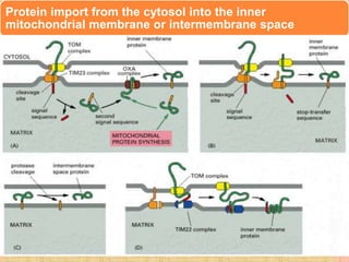 Protein import from the cytosol into the inner
mitochondrial membrane or intermembrane space
 