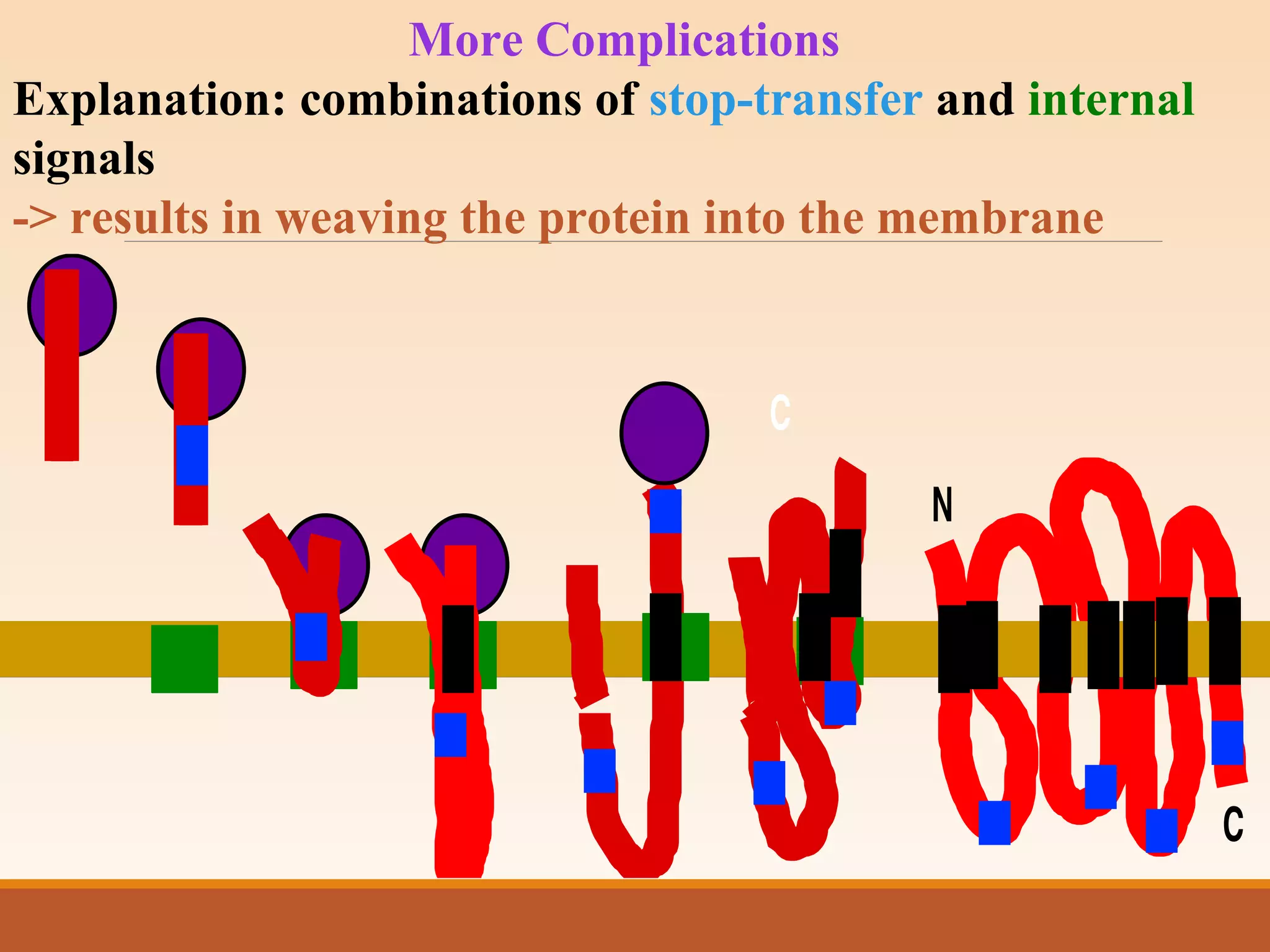 More Complications
Explanation: combinations of stop-transfer and internal
signals
-> results in weaving the protein into the membrane
 