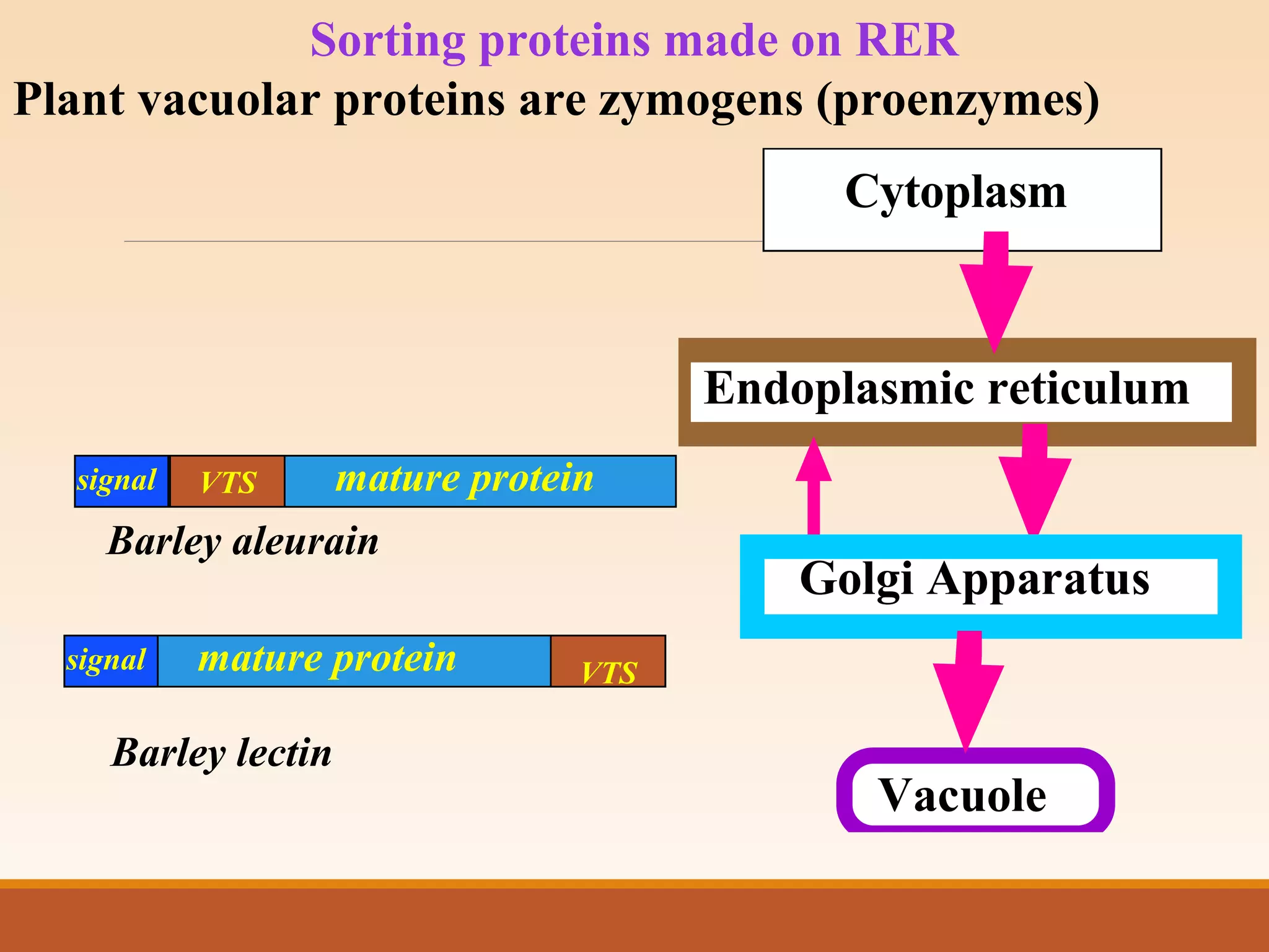 Sorting proteins made on RER
Plant vacuolar proteins are zymogens (proenzymes)
Cytoplasm
Endoplasmic reticulum
Golgi Apparatus
Vacuole
signal
signal
VTS
VTS
Barley aleurain
Barley lectin
mature protein
mature protein
 