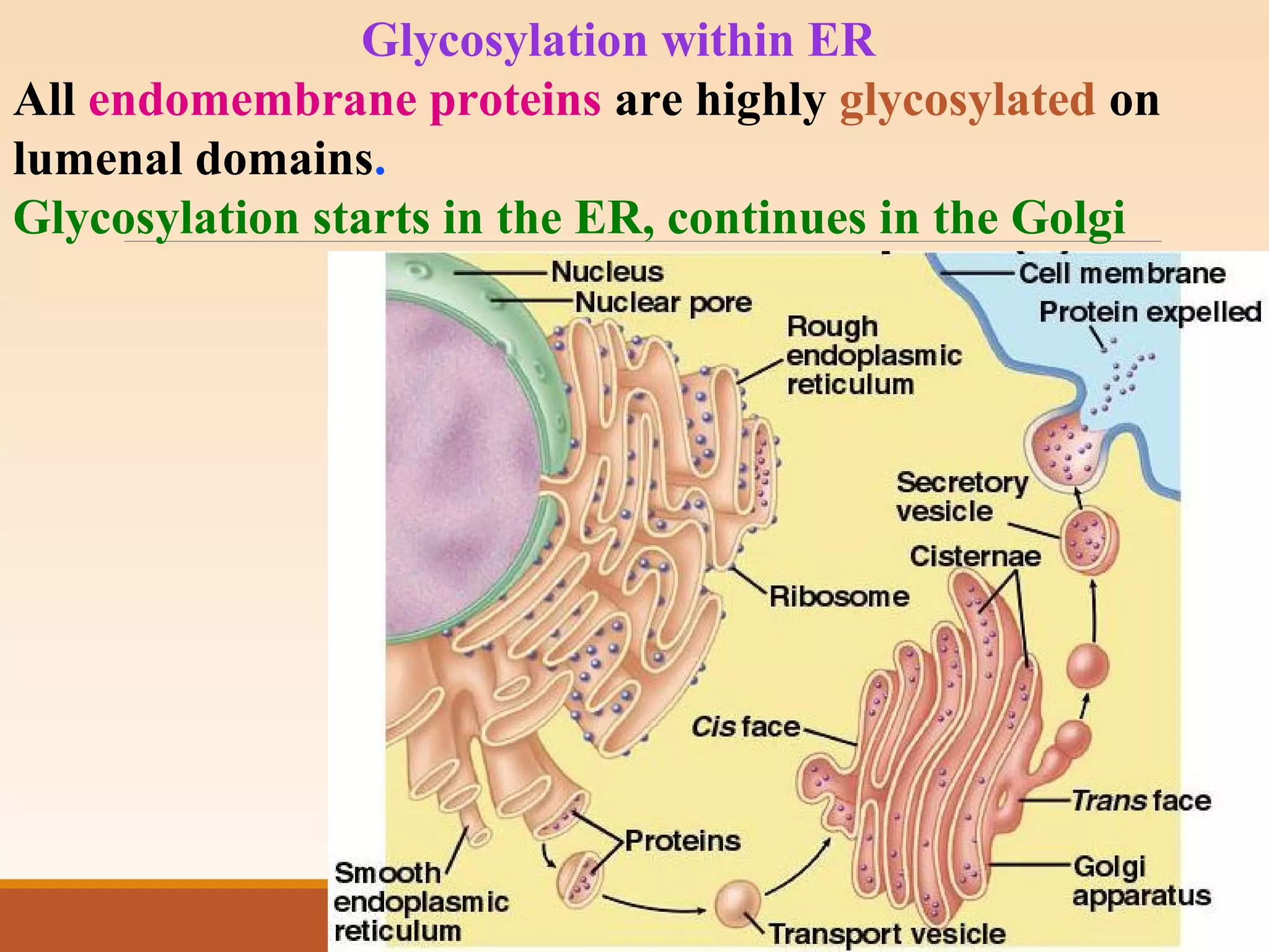 Glycosylation within ER
All endomembrane proteins are highly glycosylated on
lumenal domains.
Glycosylation starts in the ER, continues in the Golgi
 