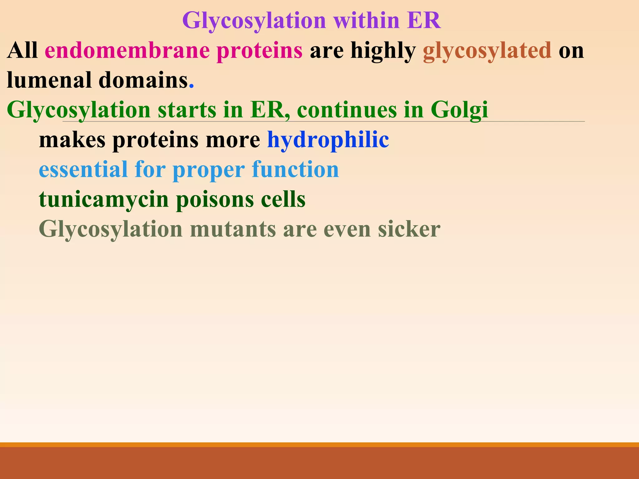 Glycosylation within ER
All endomembrane proteins are highly glycosylated on
lumenal domains.
Glycosylation starts in ER, continues in Golgi
makes proteins more hydrophilic
essential for proper function
tunicamycin poisons cells
Glycosylation mutants are even sicker
 