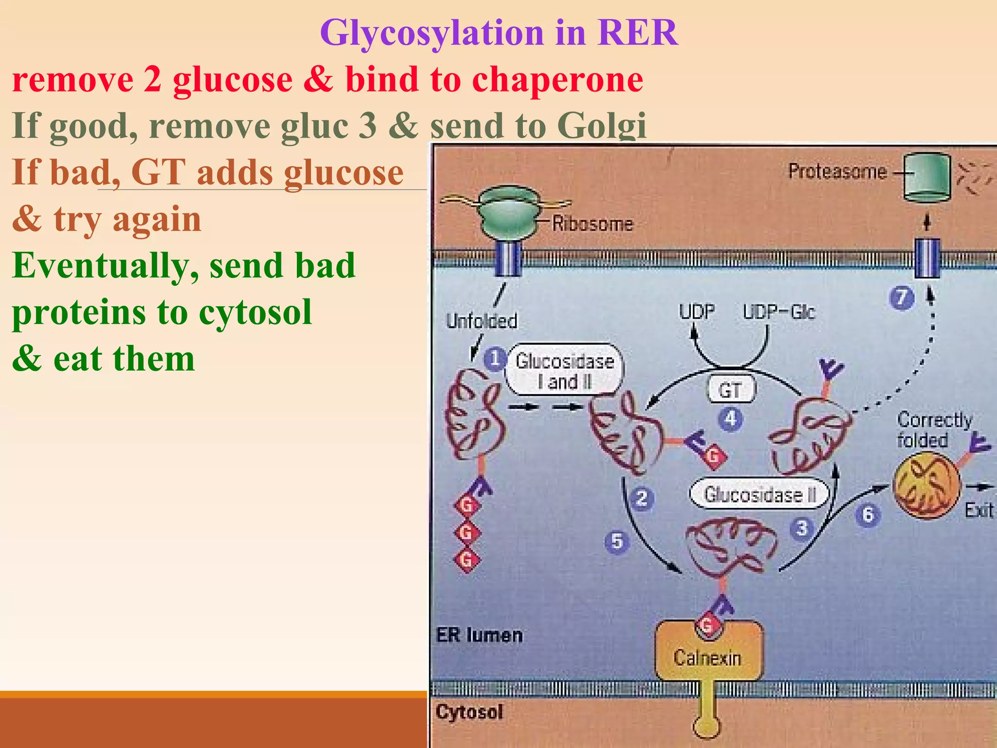Glycosylation in RER
remove 2 glucose & bind to chaperone
If good, remove gluc 3 & send to Golgi
If bad, GT adds glucose
& try again
Eventually, send bad
proteins to cytosol
& eat them
 