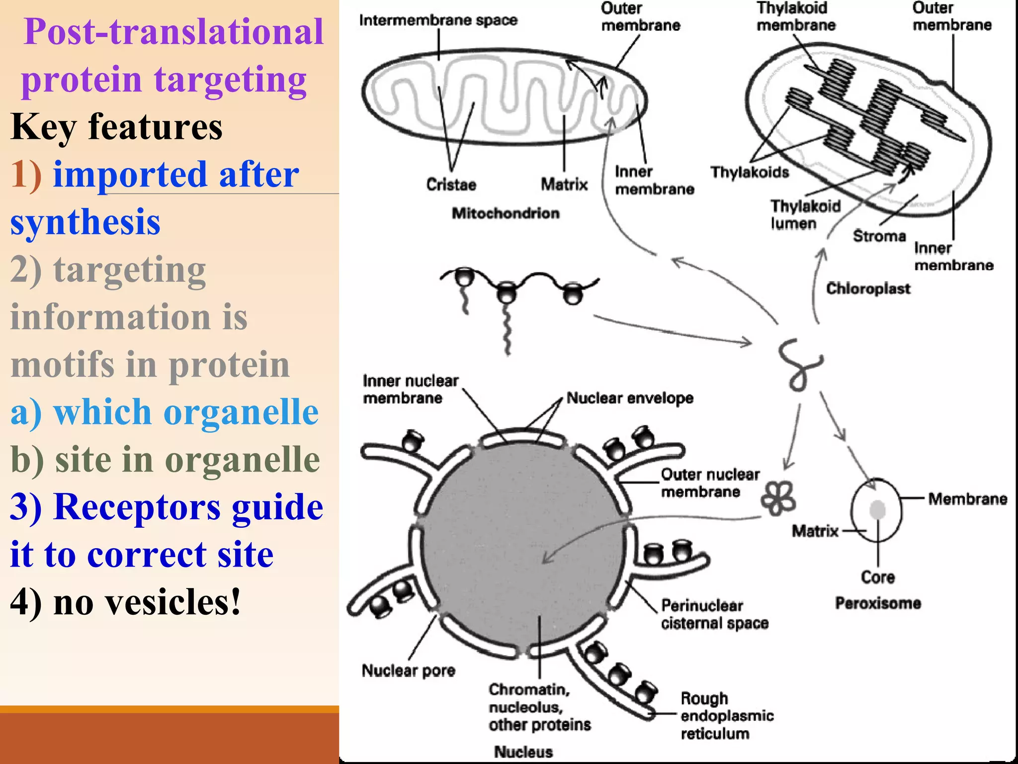 Post-translational
protein targeting
Key features
1) imported after
synthesis
2) targeting
information is
motifs in protein
a) which organelle
b) site in organelle
3) Receptors guide
it to correct site
4) no vesicles!
 