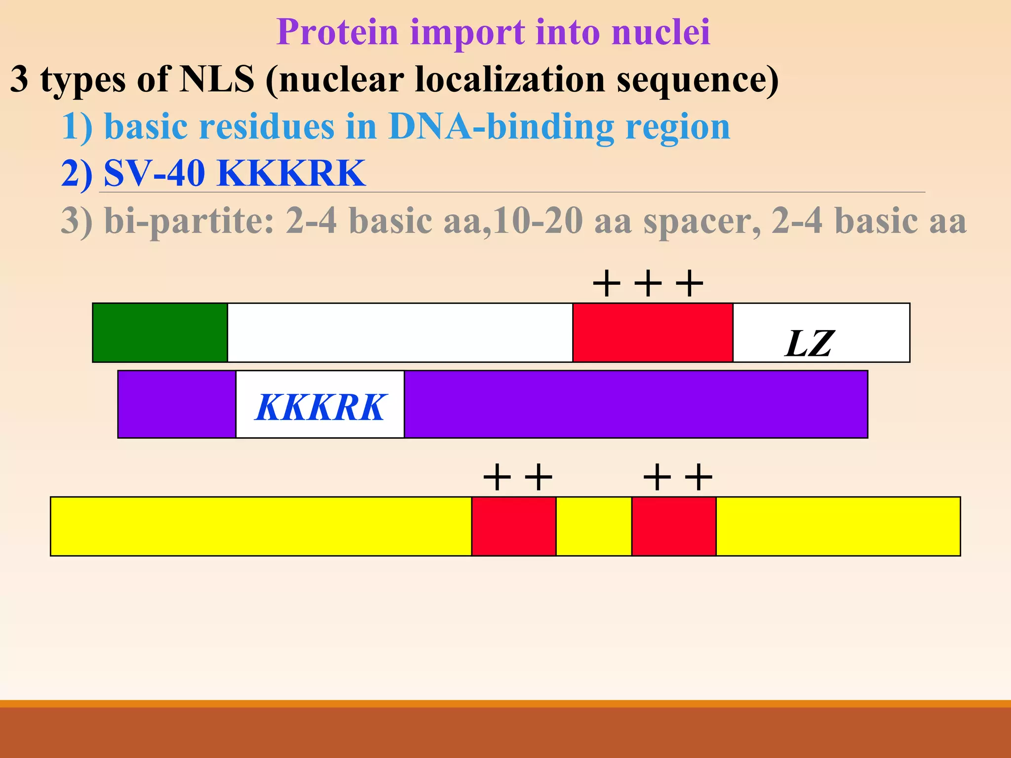 Protein import into nuclei
3 types of NLS (nuclear localization sequence)
1) basic residues in DNA-binding region
2) SV-40 KKKRK
3) bi-partite: 2-4 basic aa,10-20 aa spacer, 2-4 basic aa
KKKRK
+ + +
LZ
+ ++ +
 